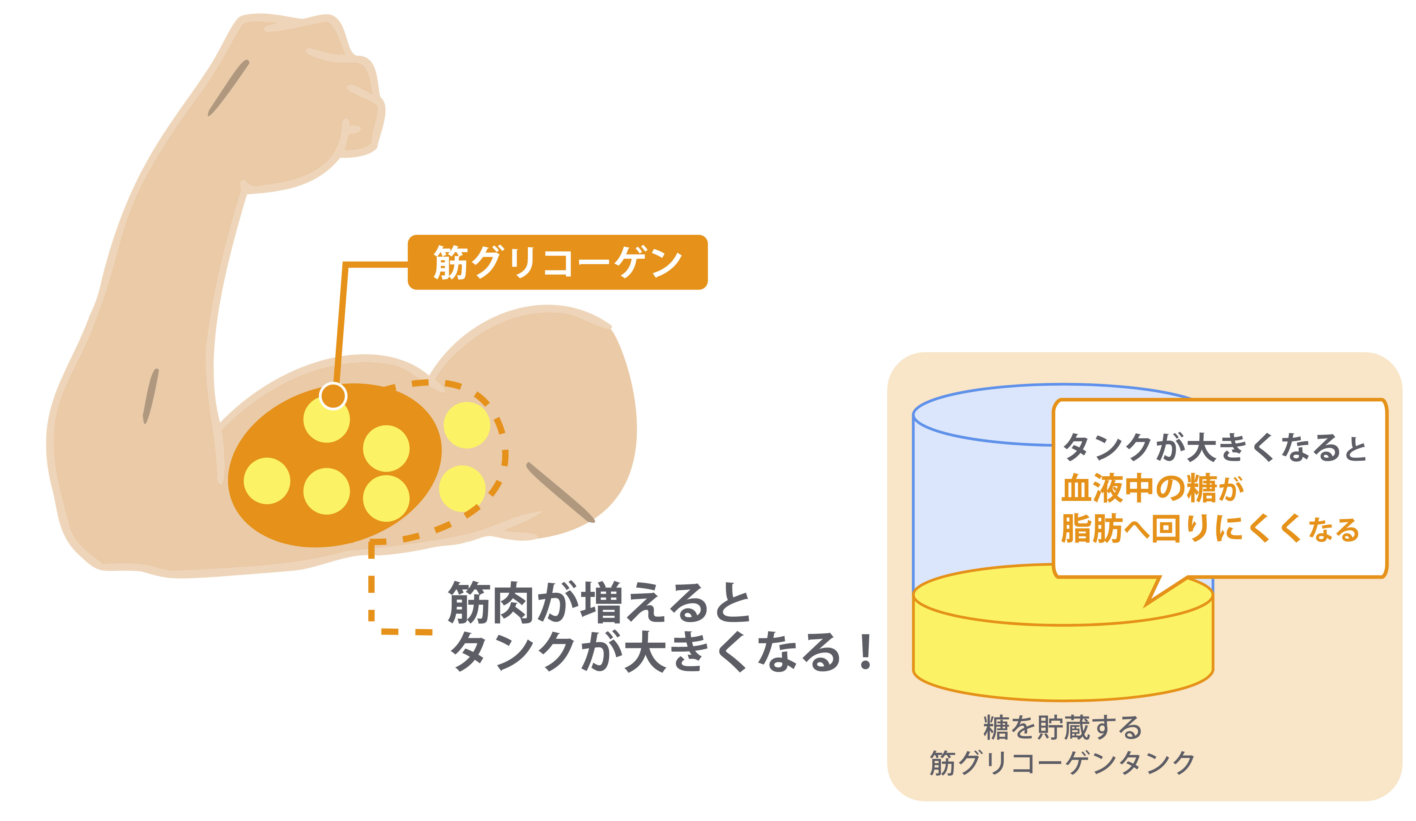 筋グリコーゲンタンク
