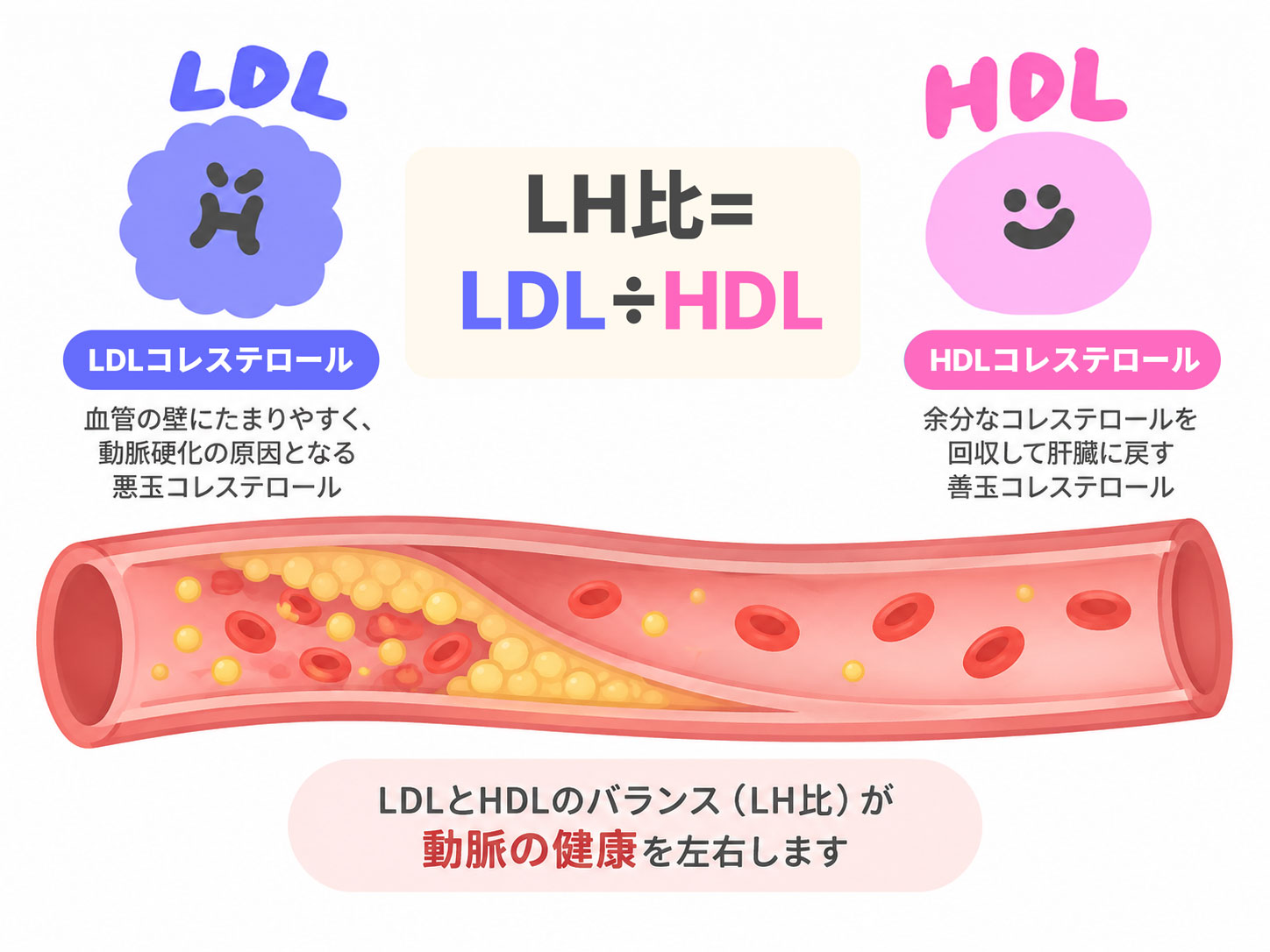 LDL（悪玉）コレステロールとHDL（善玉）コレステロールの役割、LH比の計算方法を示した図解